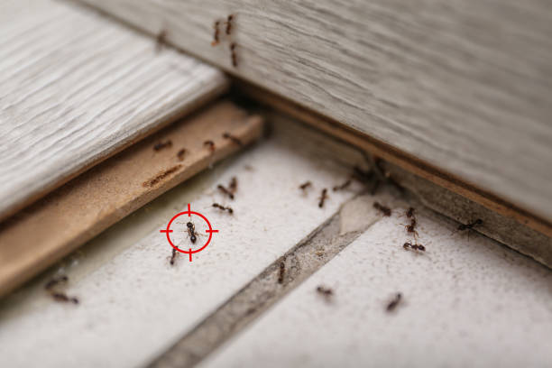 Best Exterminator Services  in Troup, TX