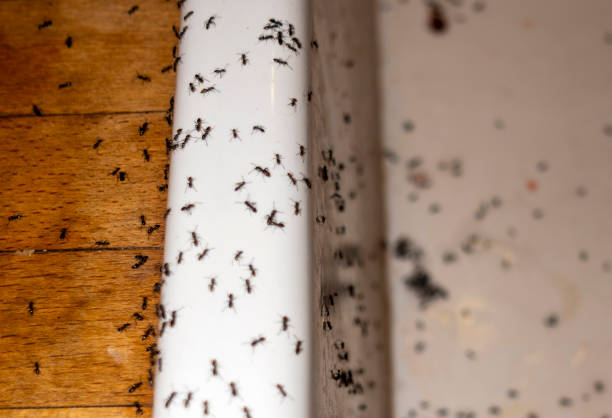 Best Pest Control for Restaurants  in Troup, TX